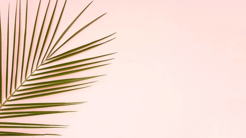 Green leaves palm tree with pink copy space background