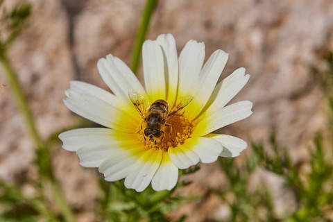 Aptera