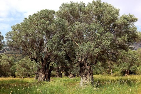 Old olive trees with thick trunks