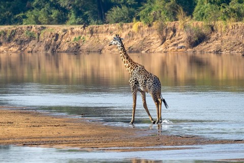 Rhodesian giraffe