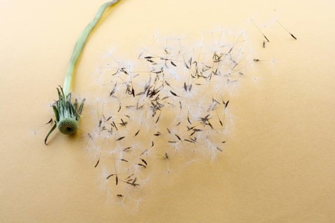 White Dandelion flower blown on yellow background