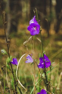 Spreading bellflower