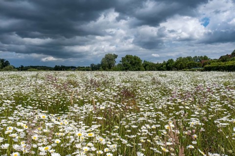 Flower meadow with mainly daisies