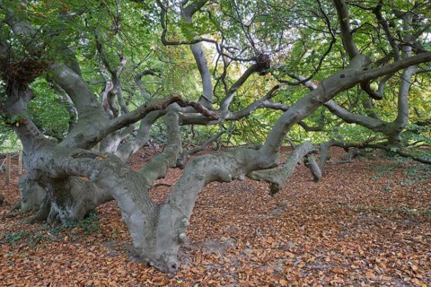 Suentelbuche