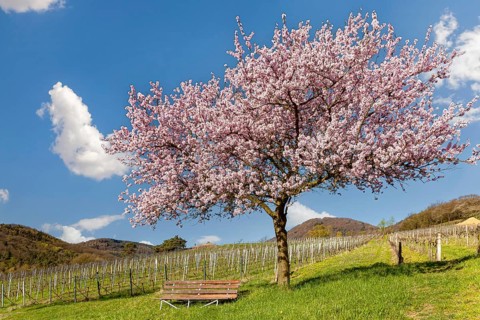 Flowering almond tree