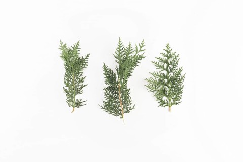 Coniferous branches light board