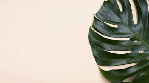 Flat lay monstera leaf with copy space