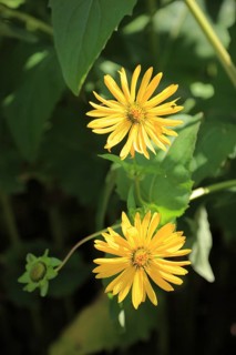 Cup plant