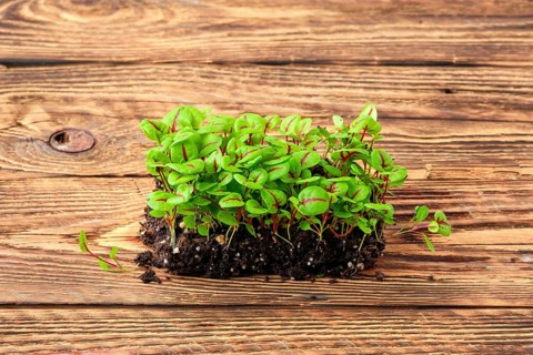 Fresh microgreens. Sprouts of sorrel on wooden background