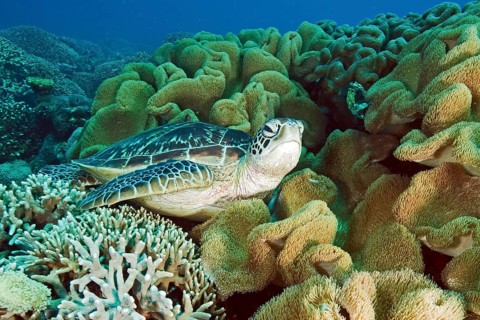 Green turtle