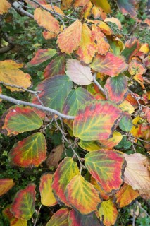 Witch hazel
