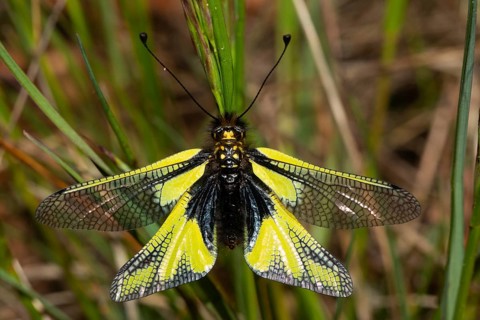 Owly Sulphur with open wings sitting on green stalk from behind