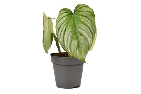 Tropical 'Philodendron Mamei Silver Cloud' houseplant with with silver pattern in flower pot isolated on white background