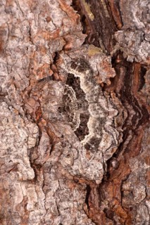 Perfect camouflage of the wood carpet
