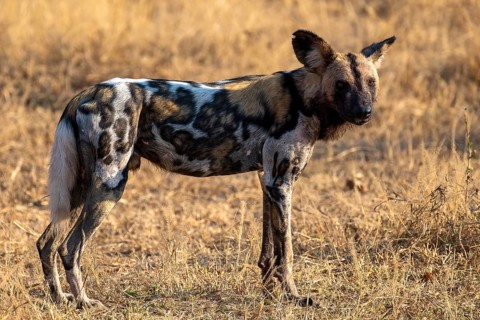 African wild dog