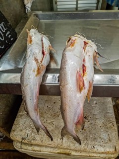 Fresh fish for sale