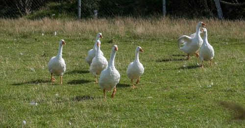 Peking ducks
