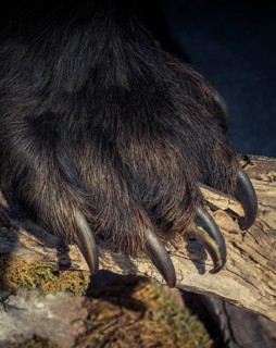 Black Bear Paw With sharp Claws in view
