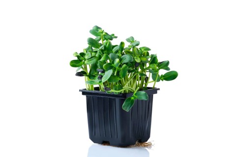 Fresh microgreens. Sprouts of sunflower isolated on white background