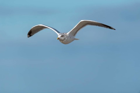 Seagull in flight