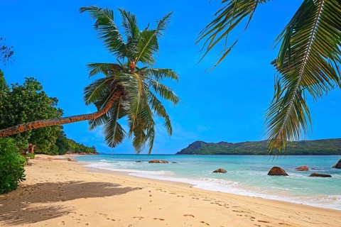 Beach and palm trees at Anse Boudin