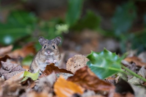 Bank vole