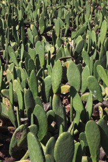 (Opuntia) plantations for the breeding of the cochineal scale insect, near Guatiza, Lanzarote,