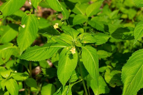Lesser touch-me-not green leaves with yellow flowers