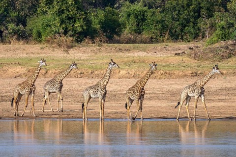 Rhodesian giraffe
