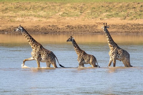 Rhodesian giraffe