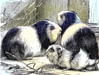 Guinea Pig pig