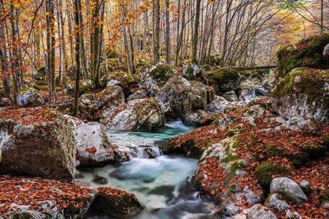 Autumn forest with watercourse of the Lepenjica