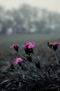 Wood pinks