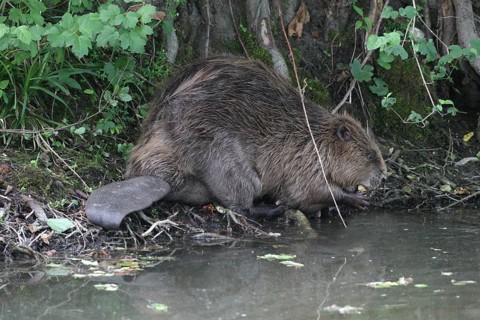 European beaver
