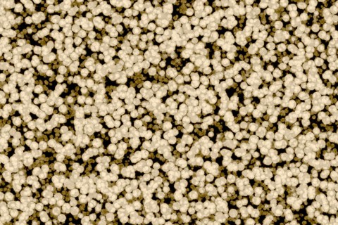 Shape of bacterial cell: cocci
