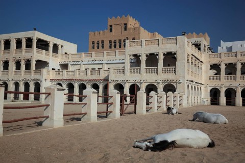 Arabian horse breeding stables in Al Jasra