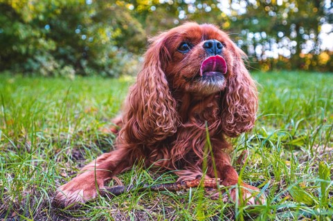 A dog