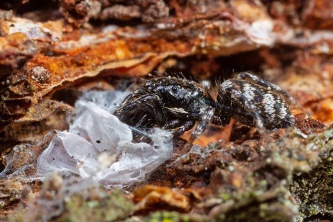 Jumping spider
