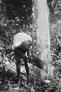 Rubber extraction