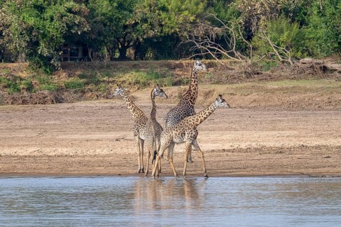 Rhodesian giraffe