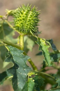 Jimson weed