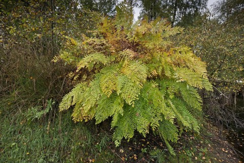 Royal fern