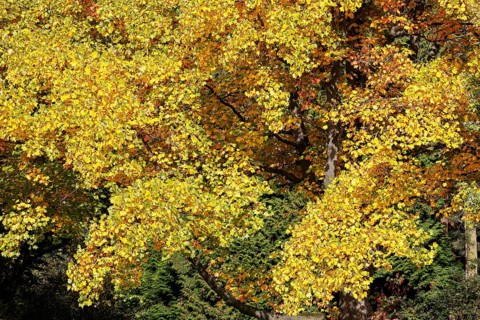 Tulip tree