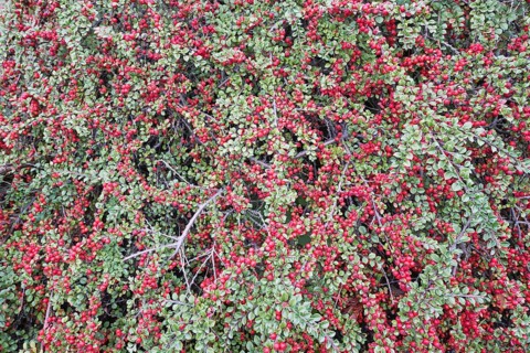 Rockspray cotoneaster