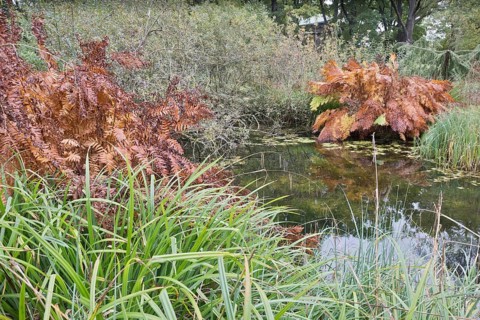 Royal fern