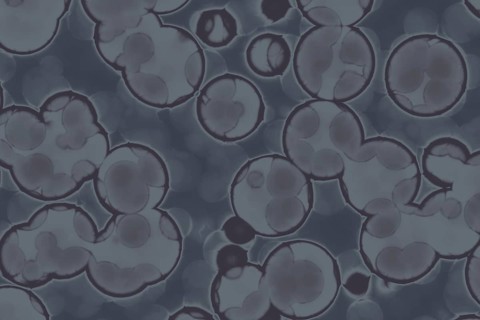 Shape of bacterial cell: cocci