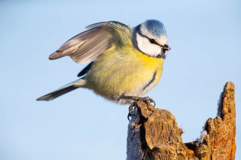 Blue tit