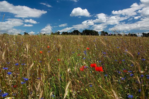 Field of blue and red wild herbs between cereal stalks in front of a group of trees and blue sky with white clouds