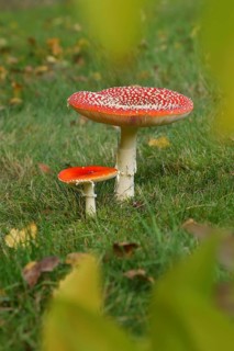 Fly agaric