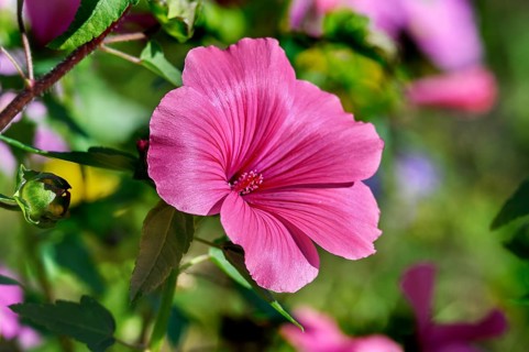 Flowering mallow